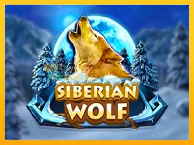 Siberian Wolf